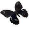 Papilio gambrisius - onderkant