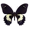 Papilio gambrisius - bovenkant