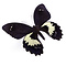 Papilio gambrisius - bovenkant