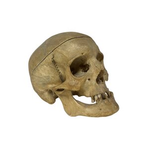Real Human skull (D)