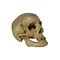 Real Human skull (D)