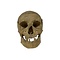 Real Human skull (D)