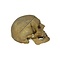 Real Human skull (D)