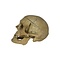 Real Human skull (D)