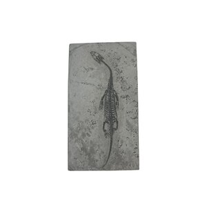 Keichosaurus fossiel (B - groot)
