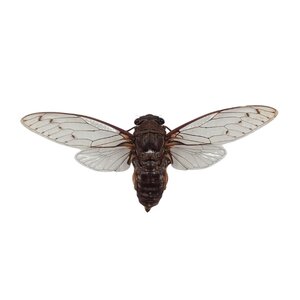 Cicade sp.