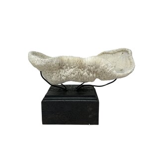 Halomitra Pileus coral on pedestal (B)