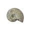 Fossil Ammonite iridescent S