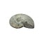 Fossil Ammonite iridescent S