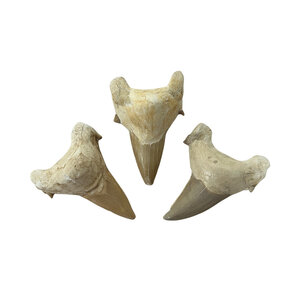 Shark tooth (XL)