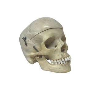 Real Human skull (D)