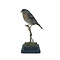 Mounted Brambling