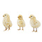 Präpariertes gelbes Huhn Küken ohne Sockel
