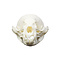 Skull Asian small-clawed otter