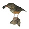 Mounted grey-backed thrush
