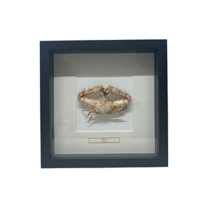 Lithodidae Krab in einem schwarzen Holzrahmen