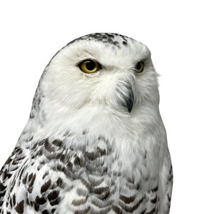 Opgezette Sneeuwuil