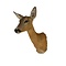 Präparierte Rehe-Trophäe (Weibchen)