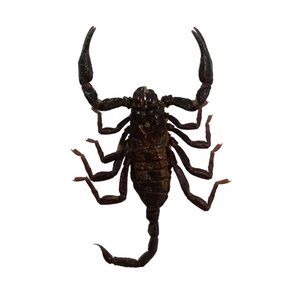 Kleine Heterometrus spinifer - zwarte bos schorpioen