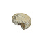 Raw Ammonite
