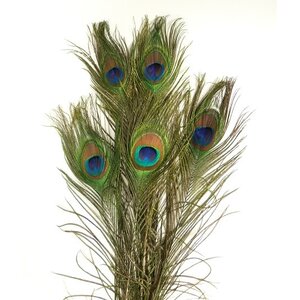 Peacock feathers (per 10 ) 100 - 110 cm