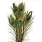 Peacock feathers (per 10 ) 100 - 110 cm