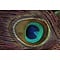 Peacock feathers (per 10 ) 100 - 110 cm