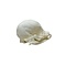Skull of a dog (Chihuahua)