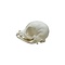 Skull of a dog (Chihuahua)