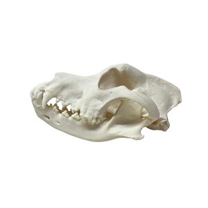 Skull dog