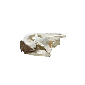 African spurred tortoise skull