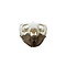 African spurred tortoise skull