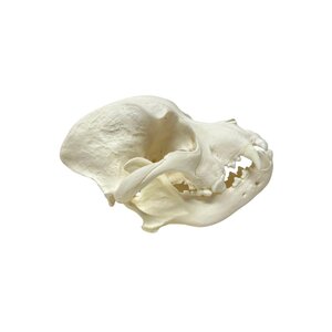 Schedel hond (stafford)