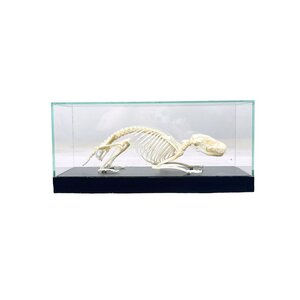 Skelet Egel in Glazen vitrine
