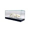 Skelet Egel in Glazen vitrine