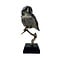 Mounted Northern hawk-owl