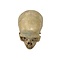 Real Human skull (D)
