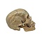 Real Human skull (D)
