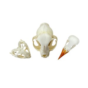 Random set of skulls (3)