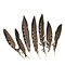 Lady amherst fazant veren 15 -20 cm (10 stuks)