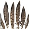 Lady amherst fazant veren 15 -20 cm (10 stuks)