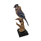 Opgezette Blauwe gaai (Antiek)