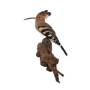 Mounted Hoopoe (B)