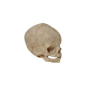 Human Baby skull