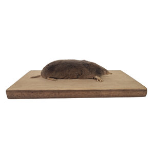Opgezette mol