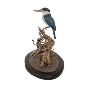 Opgezette Witkraagijsvogel (B)