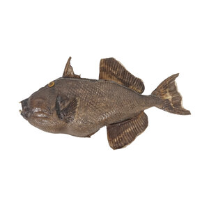 Drückerfische Präparat
