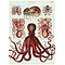 Schulteller – Oktopus