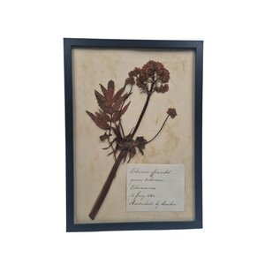 Antieke Botanische lijst (B)