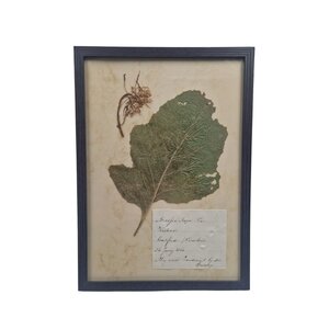 Antieke Botanische lijst (D)